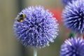 Close-up Blue Echinops Ritro flower with honeybee