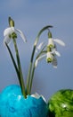 Close-up of blue egg shells with white snowdrops growing from them on a light background in nature. A green egg is lying next to Royalty Free Stock Photo