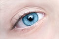 Close-up blue eye Royalty Free Stock Photo