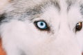 Close Up On Blue Eye Of A Husky Puppy Dog Royalty Free Stock Photo