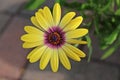 Close Up of A Blue-Eyed Beauty Osteospermum