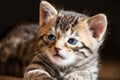 Close up of Blue Eyed Bengal Kitten in the Sun