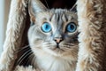 close up of blue eyed cat with soft fur, showcasing its curious expression and unique features Royalty Free Stock Photo