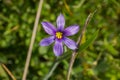 Close up of Blue-Eyed Grass Sisyrinchium bellum wildflower blooming in spring, California Royalty Free Stock Photo