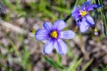 Close up of Blue-Eyed Grass (Sisyrinchium bellum) wildflower blooming in spring, south San Francisco bay area, San Jose, Royalty Free Stock Photo