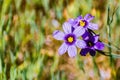 Close up of Blue-Eyed Grass Sisyrinchium bellum wildflowers blooming in spring, East San Francisco bay area, Fremont, California Royalty Free Stock Photo