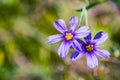 Close up of Blue-Eyed Grass Sisyrinchium bellum wildflowers blooming in spring, south San Francisco bay area, California