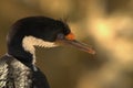 This is a close-up of Blue-eyed Shag. Royalty Free Stock Photo