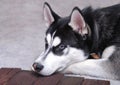 Close up on blue eyes of a beautiful husky dog. Portrait of siberian husky Royalty Free Stock Photo