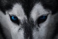 Close up on blue eyes of a husky dog Royalty Free Stock Photo