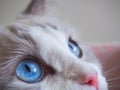 Close up blue eyes Ragdoll cat. Royalty Free Stock Photo