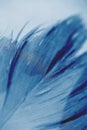 Close-up blue feather detail. Concept of tenderness, macro. Color of year 2020 Royalty Free Stock Photo