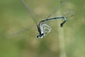 Close-up of a blue feather dragonfly caught in a spider web. The wings and body are twisted. The eyes are open and look at the Royalty Free Stock Photo