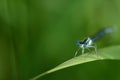 Close-up of a blue feather dragonfly Platycnemis, sitting on a blade of grass in summer, in front of a green background and Royalty Free Stock Photo