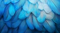 A close-up of blue feathers arranged in a dense pattern. The texture of each feather is detailed, showing fine lines and Royalty Free Stock Photo