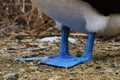 A close up of the blue feet of a blue-footed booby, Sula nebouxii Royalty Free Stock Photo