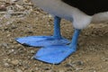 A close up of the blue feet of a blue-footed booby, Sula nebouxii Royalty Free Stock Photo