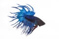 Close up blue fight fish on white background Royalty Free Stock Photo