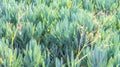 Close up of blue finger senecio plants