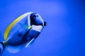 Close-up of a blue fish with a yellow one in an aquarium.