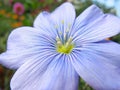 Close-up of blue flax flower Royalty Free Stock Photo