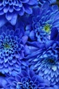 Close up of blue flower Royalty Free Stock Photo