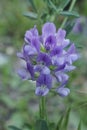Close up on a blue flower of Alfalfa, lucerne , Medicago sativa on a green background