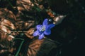 Close-up of a blue flower and a bud of anemone hepatica Royalty Free Stock Photo