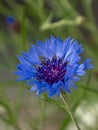 Close-up of the blue flower of a cornflower, Centaurea cyanus Royalty Free Stock Photo