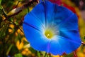 Close up Blue flower in garden Royalty Free Stock Photo