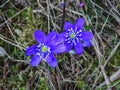 Close up of blue flower Hepatica nobilis or liverleaf Royalty Free Stock Photo