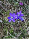 Close up of blue flower Hepatica nobilis or liverleaf Royalty Free Stock Photo
