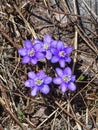 Close up of blue flower Hepatica nobilis or liverleaf Royalty Free Stock Photo