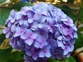 Close-up of the blue flower hydrangea macrophylla Royalty Free Stock Photo