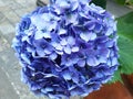 Close-up of the blue flower hydrangea macrophylla or hydrangea ardorescens Royalty Free Stock Photo