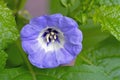 Close-up of blue flower of shoo-fly plant, Nicandra physalodes Royalty Free Stock Photo