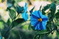 Close-up of a blue flower of solanum laciniatum