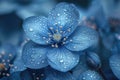 A close up of a blue flower with water droplets on it Royalty Free Stock Photo