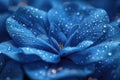 A close up of a blue flower with water droplets on it