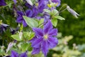 Close up of Blue flowered Clematis Wisley in summer