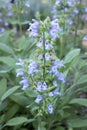 Close-up of blue flowering common garden sage Salvia officinalis with many blossoms in the foreground and background outdoors in Royalty Free Stock Photo