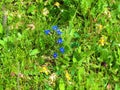 Close up of a blue flowering Gentiana utriculosa Royalty Free Stock Photo