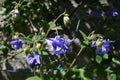 Close up of blue flowers of Aquilegia Vulgaris, European columbine flowers in garden in a sunny spring day, beautiful outdoor flor Royalty Free Stock Photo