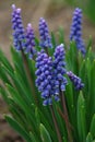 A close up of blue flowers of Armenian grape hyacinth Muscari armeniacum