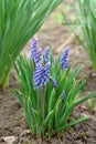A close up of blue flowers of Armenian grape hyacinth (Muscari armeniacum) Royalty Free Stock Photo