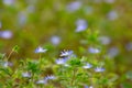 Close up of blue flowers of corn speedwell with selective focus and copy space, also called veronica arvensis or Feld Ehrenpreis Royalty Free Stock Photo