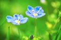 Close-up of blue flowers of a field plant Veronica filiformis