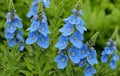 Vibrant Blue Speedwell Flowers in Bloom Royalty Free Stock Photo