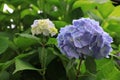 A close up of blue flowers of Hydrangea macrophylla (bigleaf, French, lacecap or mophead hydrangea, penny mac) Royalty Free Stock Photo