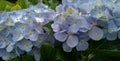 Close up on blue flowers Hydrangea macrophylla. Royalty Free Stock Photo